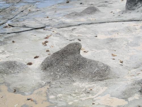 Caliza margosa

Estas son unas extrañas formaciones de las que ya alguien ha publicado fotos en el hilo. Están en Punta Paloma, Tarifa (Autor: JfRuiz)