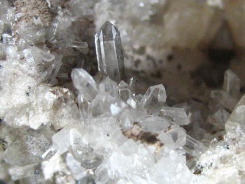 A tiny group of quartz crystals (largest 5 mm) that are often a nice feature of Schneckenstein topazes. (Author: Tobi)