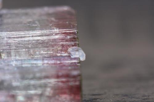 Esta, creo que ya la  conoceis, pero la foto es mas nítida y esto siempre se agradece. Turmalina bicolor con cuarzo biterminado asomandose al vacio, de Minas Gerais, Brasil. Tamaño de la  turmalina 8 x2 cm y tamaño del cuarzo 4 mm. (Autor: Pep Gorgas)