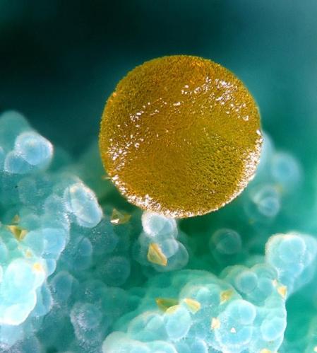 Eulythite - Hechtsberg, Black Forrest, Germany. 1 mm. (Author: Rewitzer Christian)