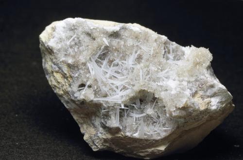 Celestina<br />Pedrera Tossal Gros, La Pedrera, Ivorra, Comarca La Segarra, Lérida / Lleida, Cataluña / Catalunya, España<br />9 x 6 x 5 cm<br /> (Autor: karbu8)