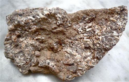 Arenisca caliza con fósiles. En la arenisca hay un pequeño porcentaje de arena volcánica.
Famara, Lanzarote
Ancho de imagen 16 cm (Autor: María Jesús M.)