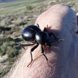 A Toktokkie beetle (one of the many species of Darkling beetles).  The name Toktokkie, refers to the beetle&rsquo;s habit of knocking the ground to attract a partner.  If you knock on the ground next to them, they often respond. (Author: Pierre Joubert)