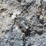 Este gneiss aparece como xenolito enclavado entre dacitas calcoalcalino-potásicas, como puede verse en el centro de la foto.
El Hoyazo de Níjar, Almería, Andalucía, España
FOV: 20 cm (Autor: Josele)