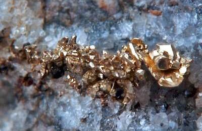 Oro Nativo.
Rosia Montana, Alba, Transylvania, Rumanía.
Cristales de oro (Grupo de 1,6 cm) con Esfalerita. Col. y foto Nacho Gaspar. (Autor: Nacho)