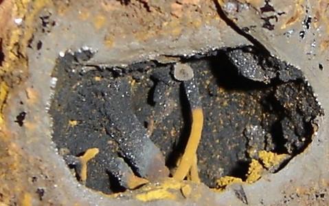 Geoda de goethita con columna (1,4cm). Campus de la UFLA, Lavras, Mg-Brasil (Autor: Anisio Claudio)