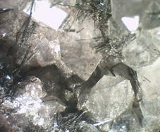 Crinoids in Fluorite,
Near Kirkby Stephen, Cumbria, England, UK.
FOV 40 x 20 mm approx (Author: nurbo)