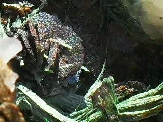 Rosa de Hematites entre Ferropargasitas. 
Minas de Cala, Cala, Huelva, España
Este grupo de Hematites mide 1 cm. (Autor: Laureano)