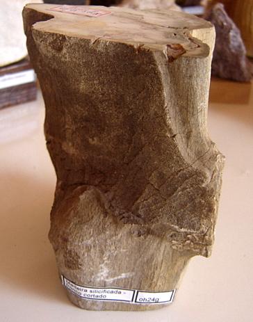 Madera petrificada (17x8x8 cm). Formação Pedra de Fogo, Tocantins-Brasil (Autor: Anisio Claudio)