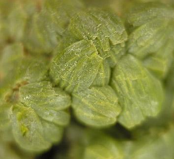 Close-up of "wheat-sheaf-like" pyromorphite crystals (Author: Tracy)