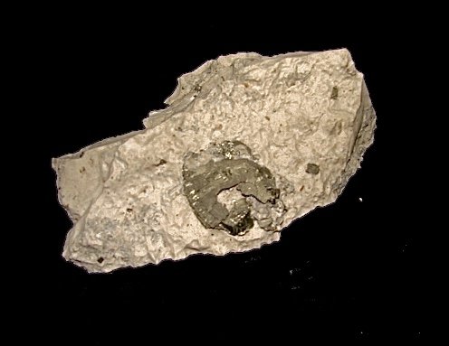 Pyrite in limestone replacing a fossil shell<br />Cantera Georgia, Mitchell, Condado Lawrence, Indiana, USA<br />the shell is about 3.3 cm<br /> (Author: Bob Harman)