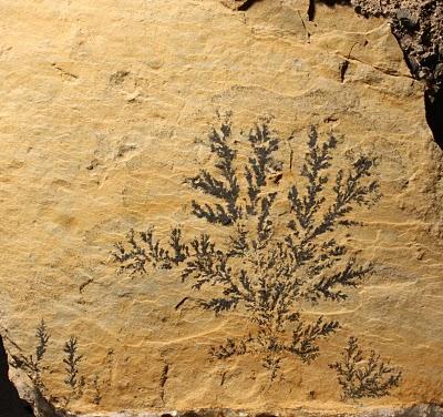 Manganese oxide on limestone. The main dendrite is 6 cm across. From National Limestone quarry, Mount Pleasant Mills, Pennsylvania. (Author: Jessica Simonoff)