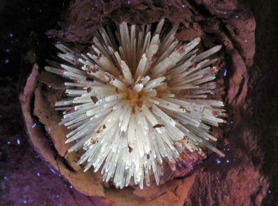 Aragonite. The same piece. Is fluorescent under UV (Author: nimfiara)