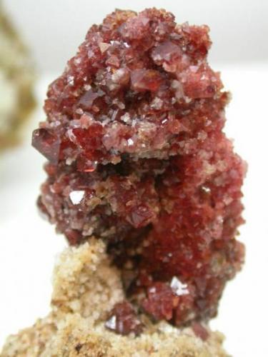 espinela roja en piña. Sierra de mijas. 6 cm x 3.5 cm (Autor: Jordi Fabre)