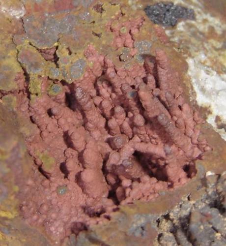espeleotemas de hematites (1,6cm)en roca laterítica. Morro das Balas, Formiga, MG-Brasil (Autor: Anisio Claudio)