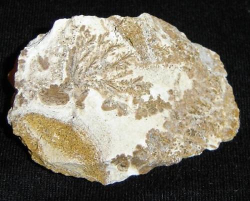 dendritos de óxidos de hierro (3,5cm) en roca laterítica. Morro das Balas, Formiga,MG-Brasil (Autor: Anisio Claudio)
