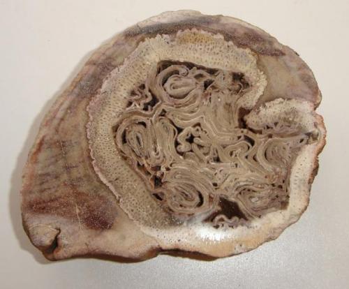 Madeira fóssil Psaronius? ( 16 x 18 x 4 cm). Tocantins, Brasil. (Autor: Anisio Claudio)