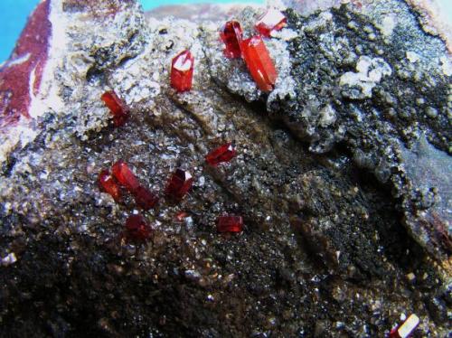 Vanadinita s/Calcita.
Mina Hamburg, La Paz Co., Arizona, EE.UU.
Tamaño de la pieza 6x4,5x2 cm.
Cristales hasta 4,5 mm. Col. y foto Nacho Gaspar. (Autor: Nacho)