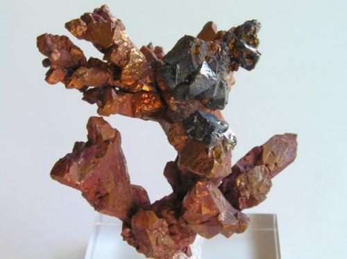 Cobre Nativo con Cuprita.
Mina Potes y Aevskoe, Rubtsovsk, Altai, Siberia, Rusia.
Tamaño de la pieza 4,8x5,5x3,5 cm.
Cristales de Cobre hasta 2 cm. y de Cuprita hasta 8 mm. de arista. Col. y foto Nacho Gaspar. (Autor: Nacho)