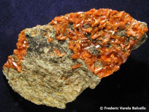 Crocoita.
Crocoite Mine, Montes Uspenskaya, Berezovsk, Urales, Rusia.
8,5 x 5 x 1,5 cm.
Cristales prismáticos de color anaranjado de  hasta 0,7 cm. de longitud.En algunas zonas se observa también vauquelinita (?) en forma de un "espray" de pequeñísmas esferas de color verde muy oscuro, casi negro. Una bonita pieza de la localidad tipo. (Autor: Frederic Varela)