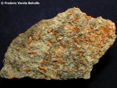 Crocoita.
Crocoite Mine, Montes Uspenskaya, Berezovsk, Urales, Rusia. 
Detalle de la otra cara de la pieza. Aquí los cristales de crocoita están aislados y diseminados en la matriz. (Autor: Frederic Varela)