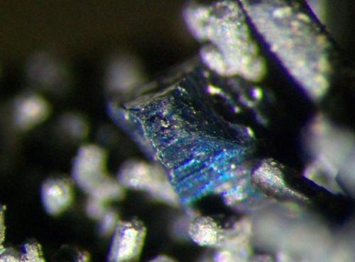 Otro detalle de cristal de Bornita, tamaño del cristal 1,5 mm. Col. y foto Nacho Gaspar. (Autor: Nacho)