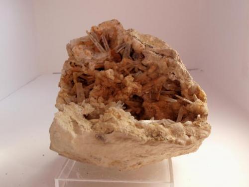 Celestina, Torá de Riubregós, Lleida. Tamaño 8 x 8 cm (Autor: Javier Garcia Canals)