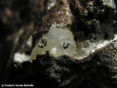 Calcita con dendrita (Hollandita u óxido de manganeso).
Pedrera Can Súria, Maçanet de la Selva, La Selva, Girona, Catalunya, España.
Cristal 0,5 x 0,5 cm. (Autor: Frederic Varela)