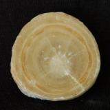 Onice calizo - Marruecos - 2,7 cm (Autor: Joan Martinez Bruguera)