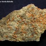 Crocoita.
Crocoite Mine, Montes Uspenskaya, Berezovsk, Urales, Rusia. 
Detalle de la otra cara de la pieza. Aquí los cristales de crocoita están aislados y diseminados en la matriz. (Autor: Frederic Varela)