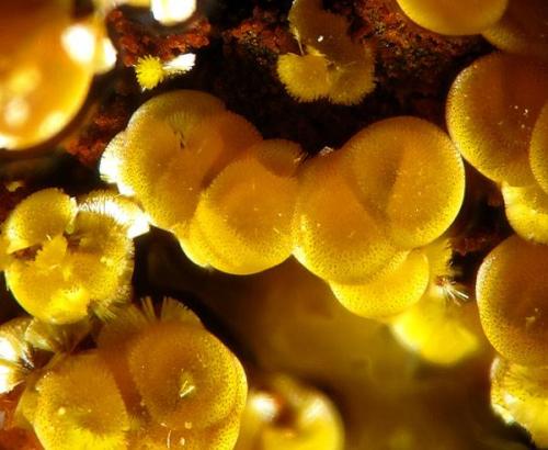 Cacoxenita - Mina Miguel Vacas, Portugal. 1.5 mm. (Autor: Rewitzer Christian)