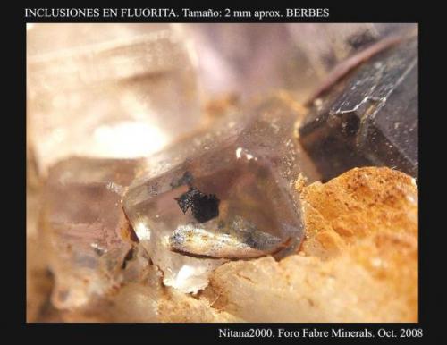 Inclusiones en Fluorita. Tamaño 2 mm. Procedencia Berbes. (Autor: Juan de Laureano)