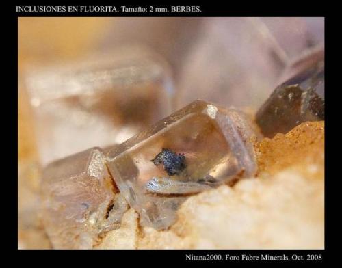 Inclusiones en Fluorita. Tamaño 2 mm. Procedencia Berbes. (Autor: Juan de Laureano)
