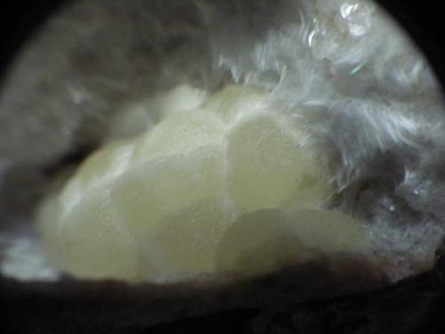 Mimetite (Var Campylite) on Baryte.
Dry Gill, Caldbeck Fells, Cumbria, England, UK.
Campylite to 4 mm (Author: nurbo)
