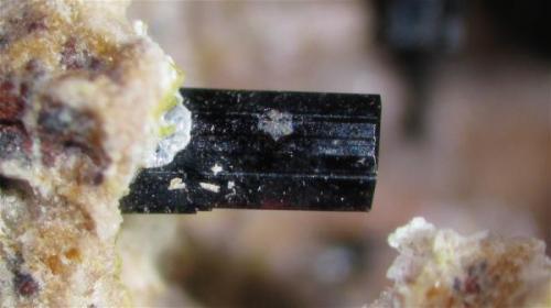 Este es el tipo de cristal de pseudobrookita más común en las muestras, presentan color oscuro  (nótese el borde inferior marrón), brillo mate, caras bien definidas con presencia de estrías.
Campo visual aproximado 3mm. (Autor: Vinoterapia)