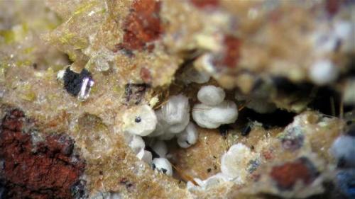 "Rosetas" de posible dolomita, tambien pueden observarse algunas espículas de warwickita. 
La consideración de que se trate de dolomita se basa en la velocidad de reacción con HCl cuando se compara con otros cristales de calcita.
Campo visual aproximado 4,7 mm. Profundidad de campo mediante Combine ZP, 6 planos. (Autor: Vinoterapia)