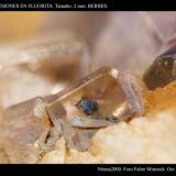 Inclusiones en Fluorita. Tamaño 2 mm. Procedencia Berbes. (Autor: Juan de Laureano)