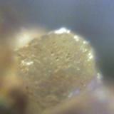 Este cristal de Aragonito solo mide 2 x 2mm (Autor: Leonardo S. Zaccolo)