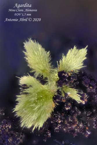 'Agardita'<br />Clara Mine, Rankach Valley, Oberwolfach, Wolfach, Black Forest, Baden-Württemberg, Germany<br />1.5 mm<br /> (Autor: Antonio Abril)