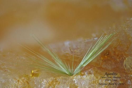 'Agardita'<br />Clara Mine, Rankach Valley, Oberwolfach, Wolfach, Black Forest, Baden-Württemberg, Germany<br />1.4 mm<br /> (Autor: Antonio Abril)