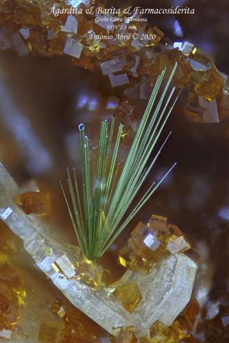 'Agardita'<br />Clara Mine, Rankach Valley, Oberwolfach, Wolfach, Black Forest, Baden-Württemberg, Germany<br />1.2 mm<br /> (Autor: Antonio Abril)