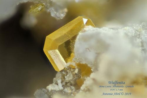 Wulfenita<br />Laura Claim, Los Lastonares, Albuñuelas, Comarca Valle de Lecrín, Granada, Andalusia, Spain<br />1.5 mm<br /> (Autor: Antonio Abril)