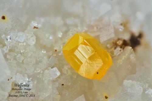 Wulfenita<br />Old mine workings in Matagallar area, Coín, Comarca Valle del Guadalhorce, Málaga, Andalusia, Spain<br />0.9 mm<br /> (Autor: Antonio Abril)