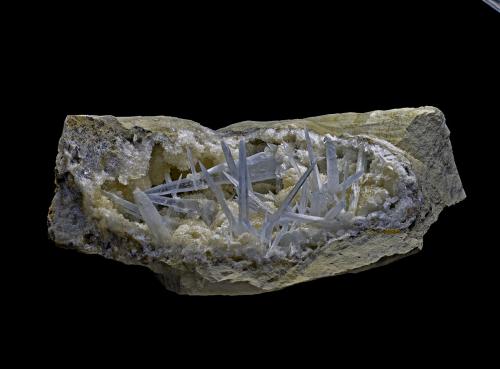 Celestina<br />Costa de l'Aguda, Torà , Comarca Solsonès, Lérida / Lleida, Catalonia / Catalunya, Spain<br />63x29x59mm<br /> (Autor: Carlos Pareja)