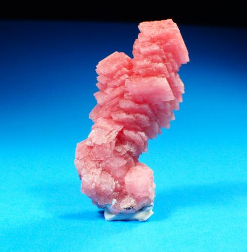 Rhodochrosite<br />Mina Manuelita, Distrito Morococha, Provincia Yauli, Departamento Junín, Perú<br />59 mm x 28 mm x 25 mm<br /> (Author: Don Lum)