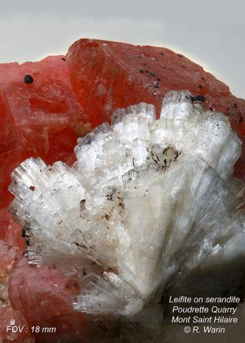 Leifite with Serandite<br />Poudrette Quarry, Mont Saint-Hilaire, La Vallée-du-Richelieu RCM, Montérégie, Québec, Canada<br /><br /> (Author: Roger Warin)