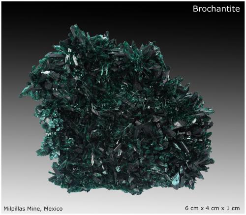 Brochantite<br />Milpillas Mine, Cuitaca, Municipio Santa Cruz, Sonora, Mexico<br />6 cm x 4 cm x 1 cm<br /> (Author: silvia)