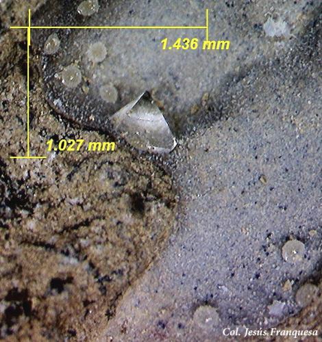 Garronita-Ca<br />Agua Amarga, Níjar, Comarca Metropolitana de Almería, Almería, Andalucía, España<br />1´43 x 1´02 mm.<br /> (Autor: Jesus Franquesa Baucells)