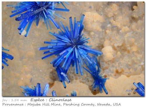 Clinoclase<br />Majuba Hill Mine, Antelope District, Pershing County, Nevada, USA<br />fov 1.54 mm<br /> (Author: ploum)