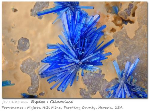 Clinoclase<br />Majuba Hill Mine, Antelope District, Pershing County, Nevada, USA<br />fov 1.28 mm<br /> (Author: ploum)